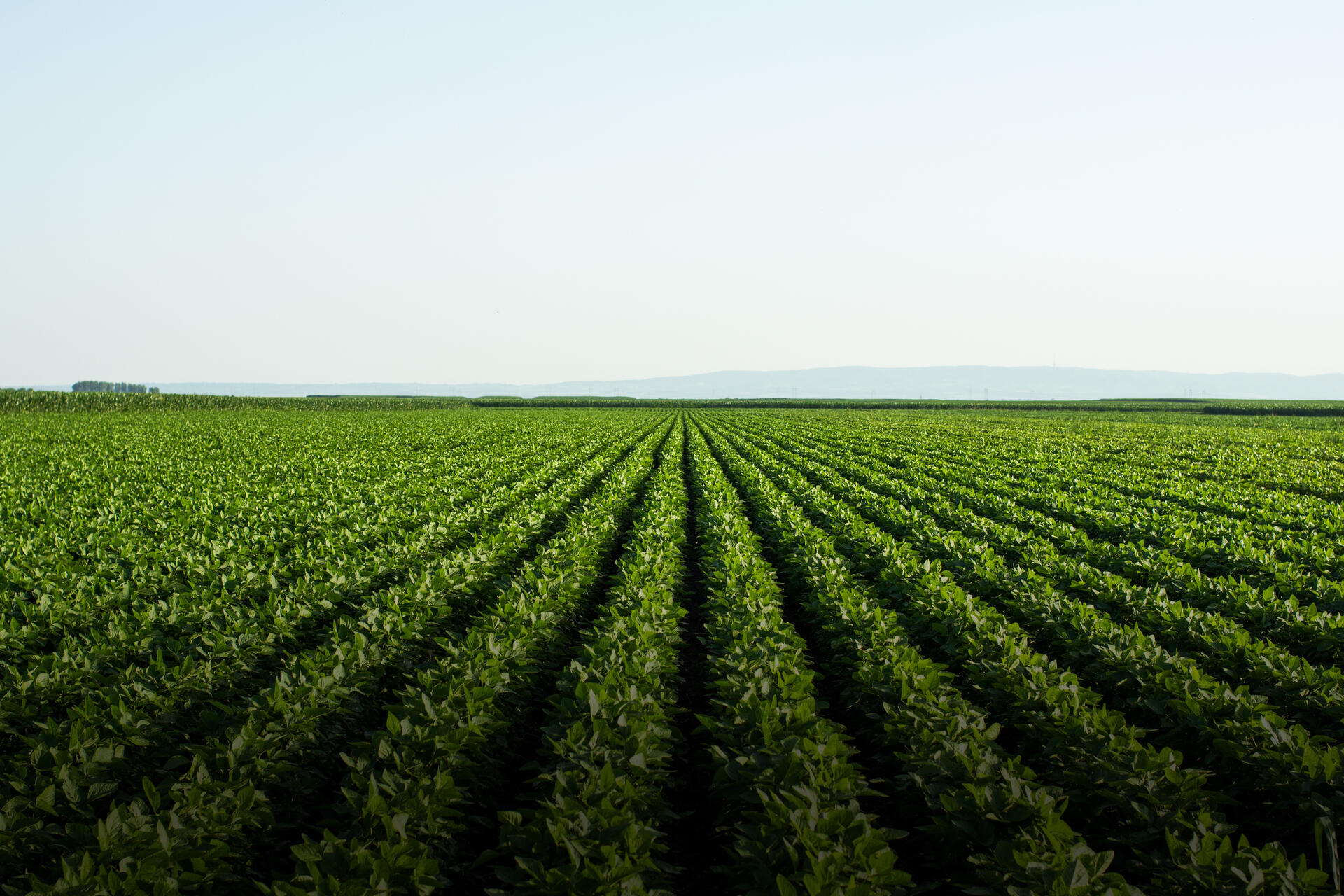 Farmer working in agricultural field