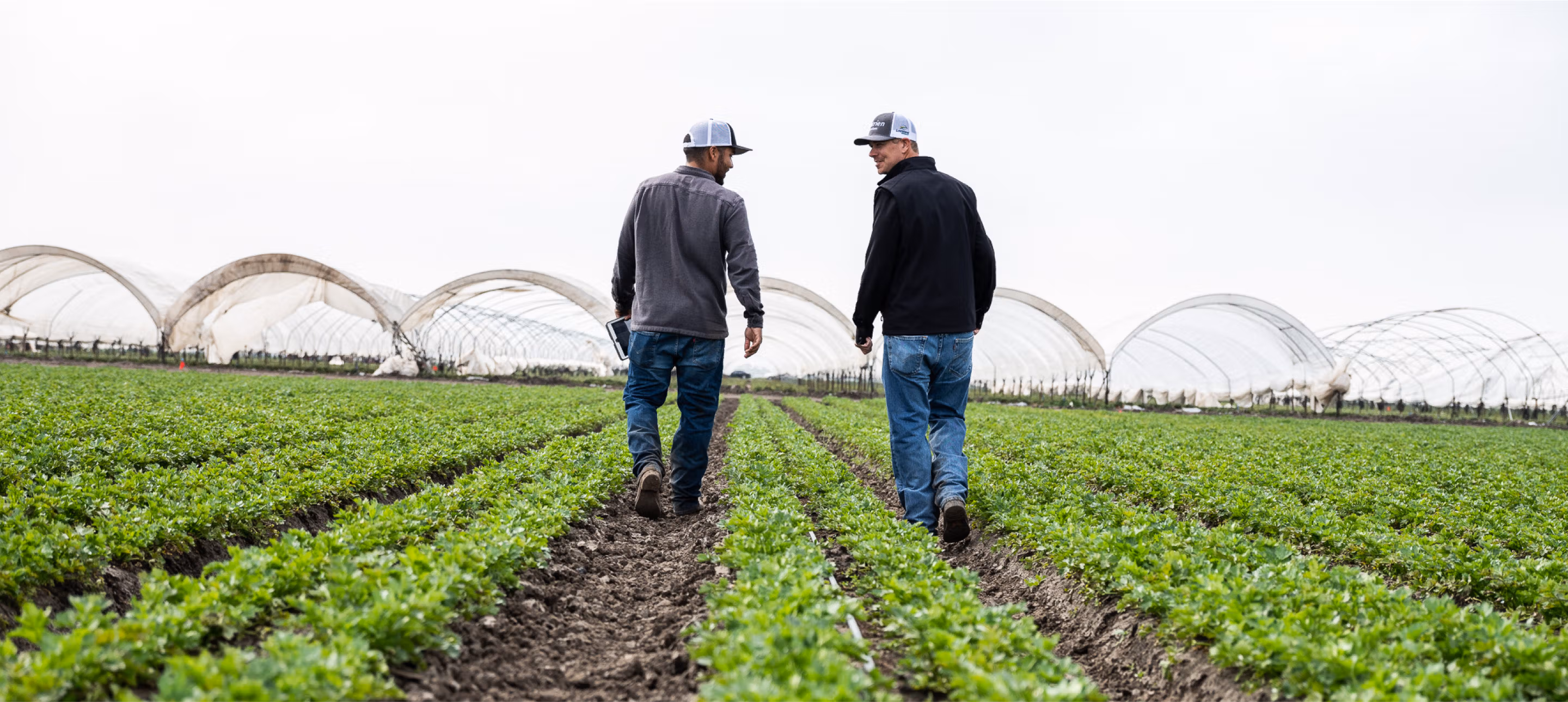 Farmer working in agriculture